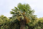 Hanfpalme - Trachycarpus fortunei