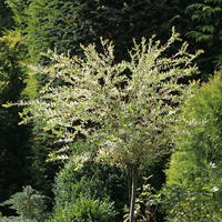 Harlekinweide / Zierweide 'Hakuro Nishiki' - Salix integra 'Hakuro Nishiki'