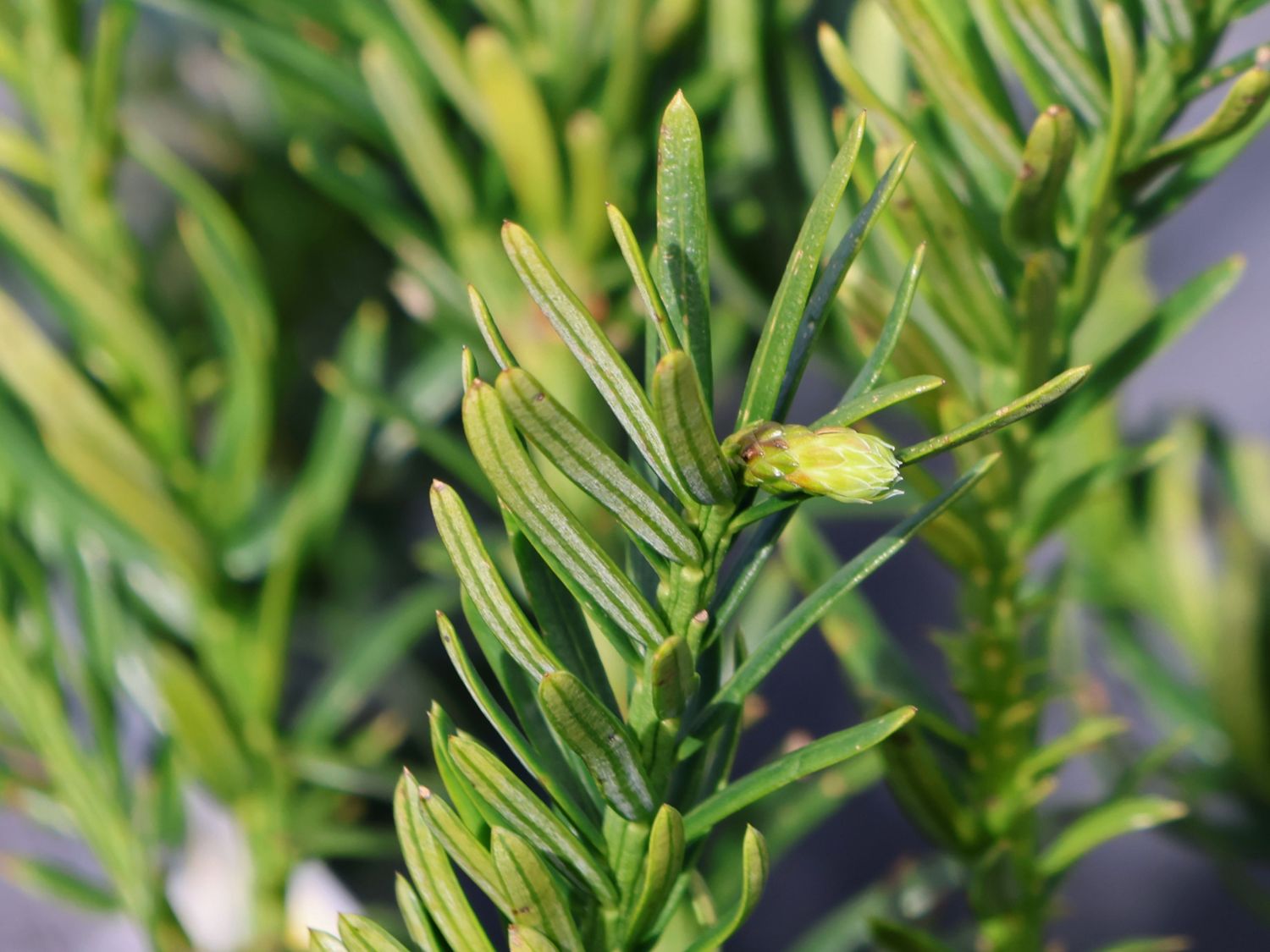 Harringtons Kopfeibe 'Duke Gardens' - Cephalotaxus harringtonia 'Duke Gardens'