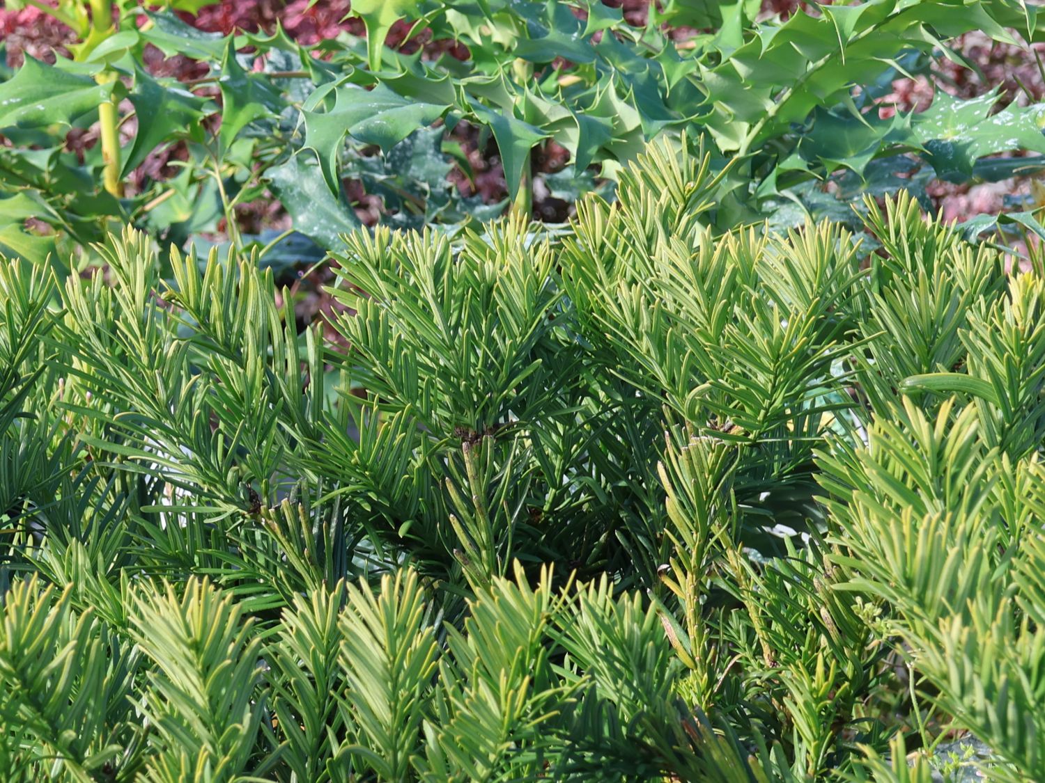 Harringtons Kopfeibe 'Duke Gardens' - Cephalotaxus harringtonia 'Duke Gardens'