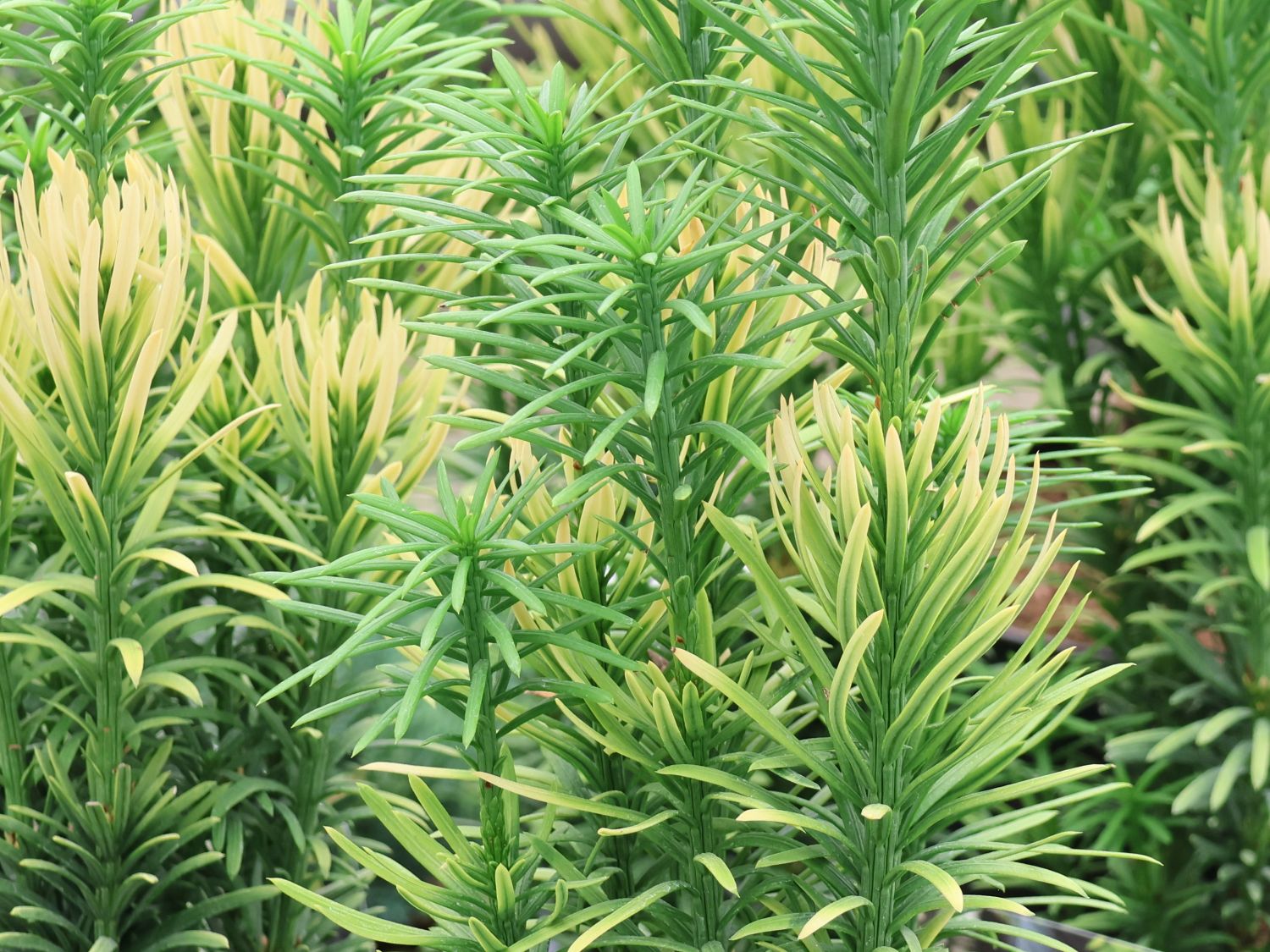 Harringtons Kopfeibe 'Korean Gold' - Cephalotaxus harringtonii 'Korean Gold'