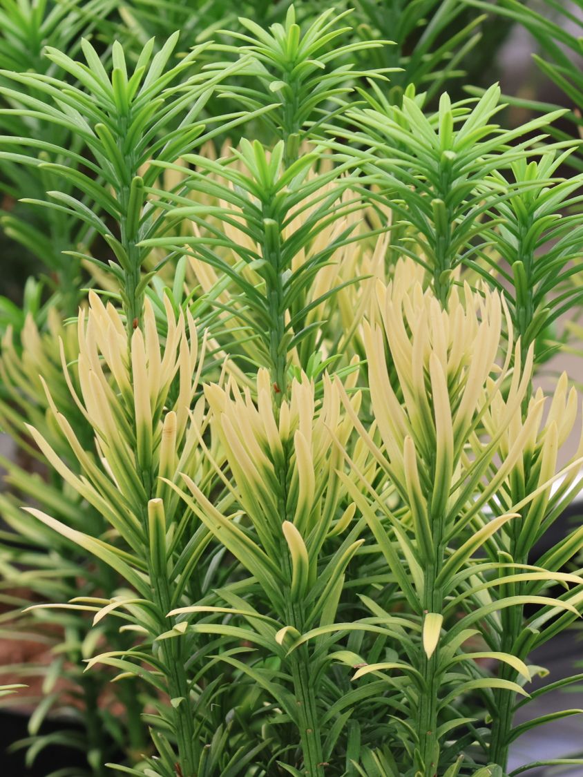 Harringtons Kopfeibe 'Korean Gold' - Cephalotaxus harringtonii 'Korean Gold'