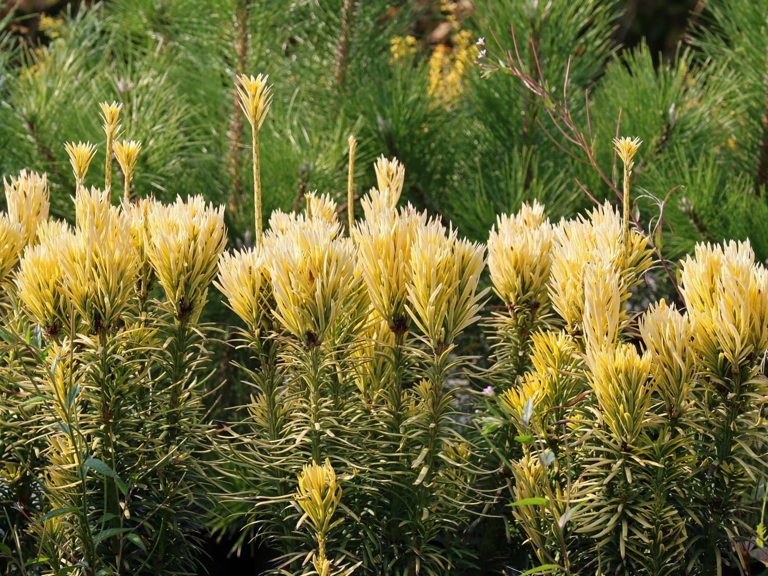 Harringtons Kopfeibe 'Korean Gold' - Cephalotaxus harringtonii 'Korean Gold'