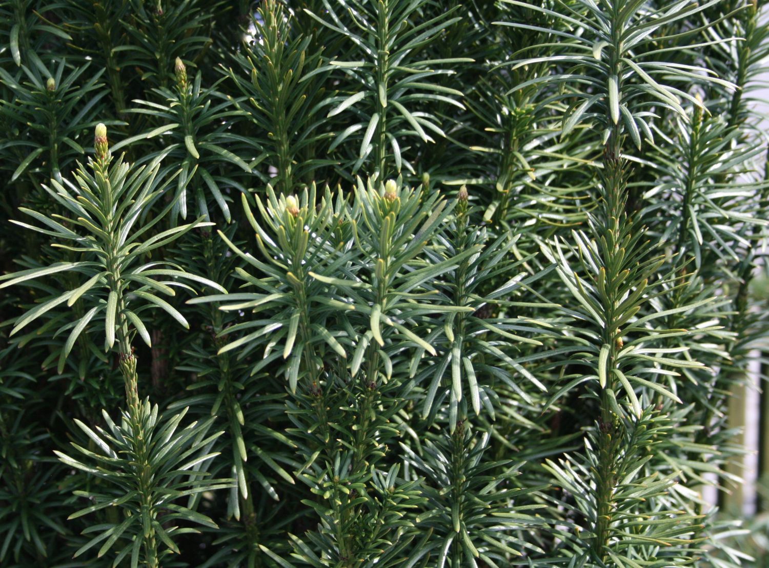 Kopfeiben (Cephalotaxus)