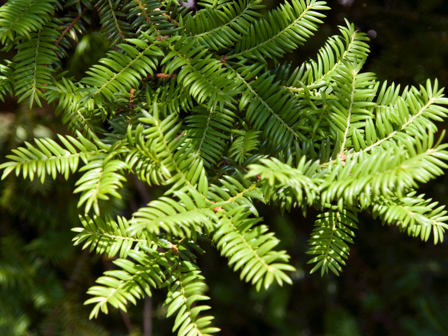 Kopfeibengewächse (Cephalotaxaceae)