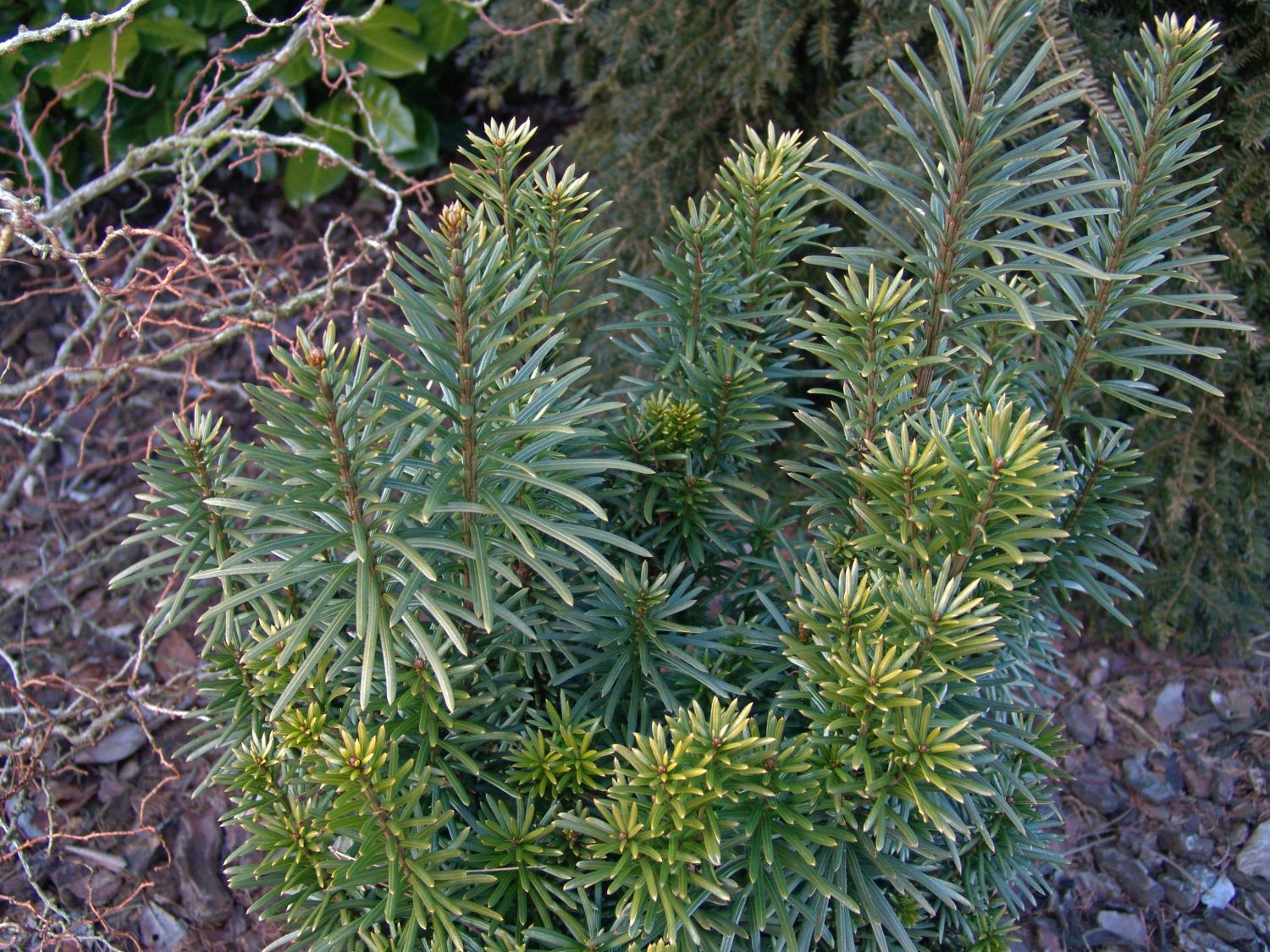 Harringtons Säulen-Kopfeibe 'Fastigiata' - Cephalotaxus harringtonii 'Fastigiata'