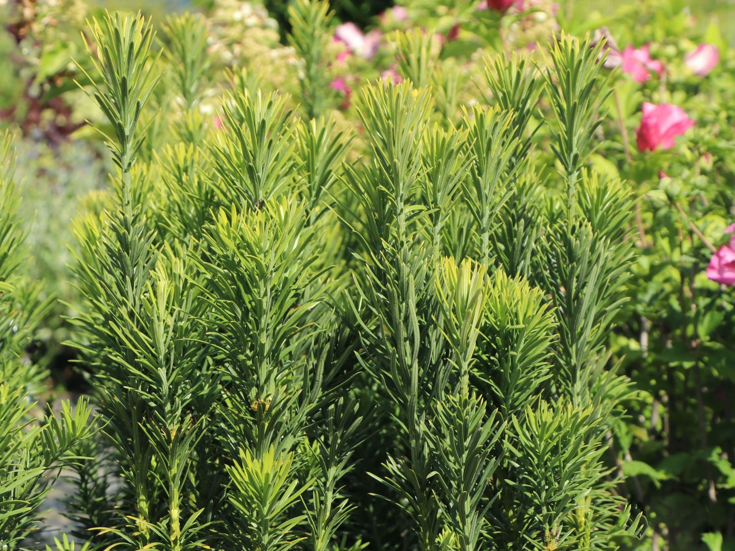 Harringtons Säulen-Kopfeibe 'Fastigiata' - Cephalotaxus harringtonii 'Fastigiata'