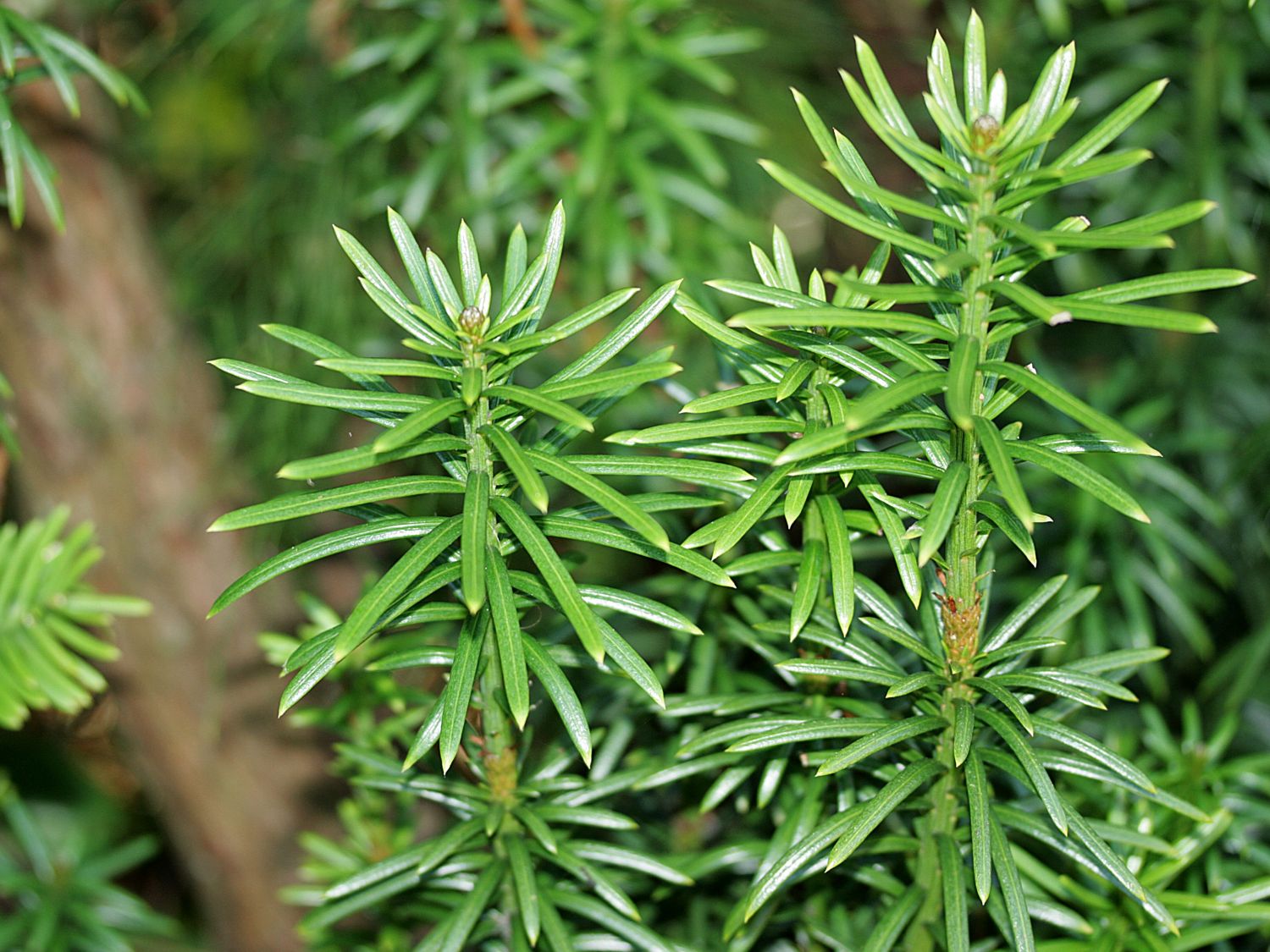 Harringtons Säulen-Kopfeibe 'Fastigiata' - Cephalotaxus harringtonii 'Fastigiata'