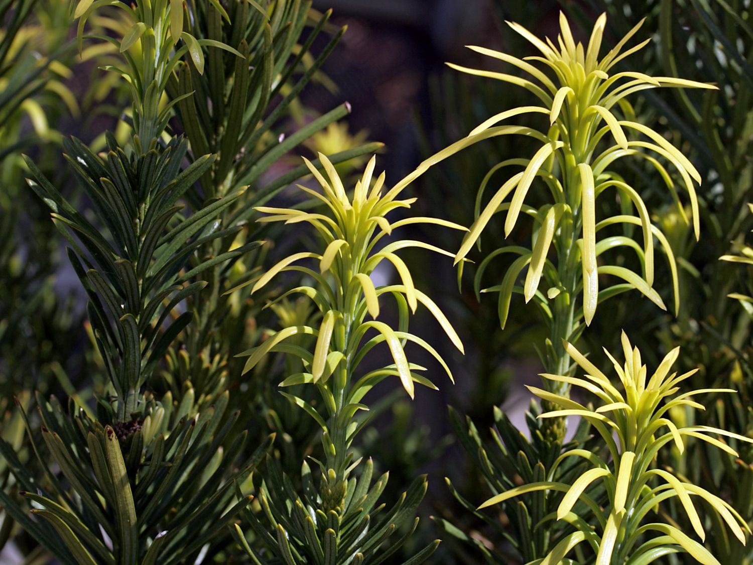 Harringtons Säulen-Kopfeibe 'Fastigiata' - Cephalotaxus harringtonii 'Fastigiata'