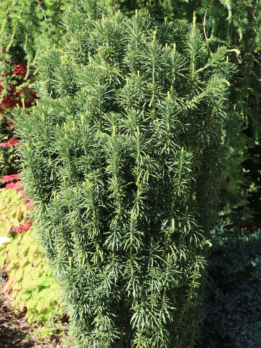 Harringtons Säulen-Kopfeibe 'Fastigiata' - Cephalotaxus harringtonii 'Fastigiata'