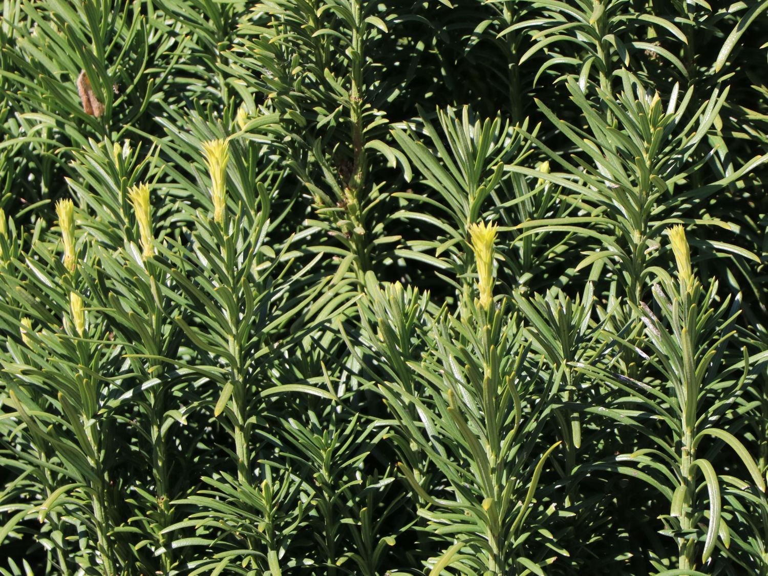 Harringtons Säulen-Kopfeibe 'Fastigiata' - Cephalotaxus harringtonii 'Fastigiata'