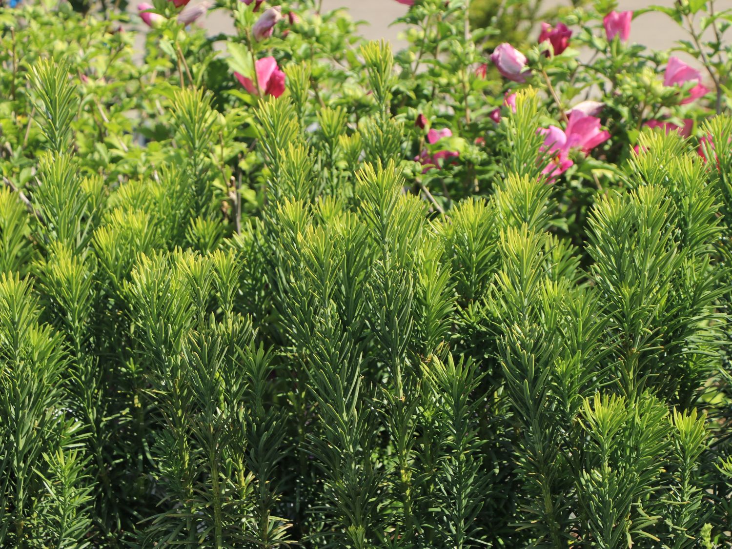 Harringtons Säulen-Kopfeibe 'Fastigiata' - Cephalotaxus harringtonii 'Fastigiata'