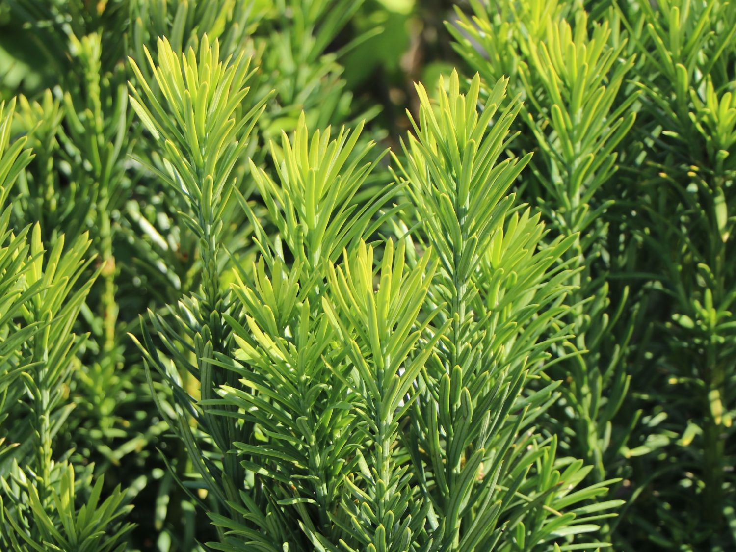 Harringtons Säulen-Kopfeibe 'Fastigiata' - Cephalotaxus harringtonii 'Fastigiata'