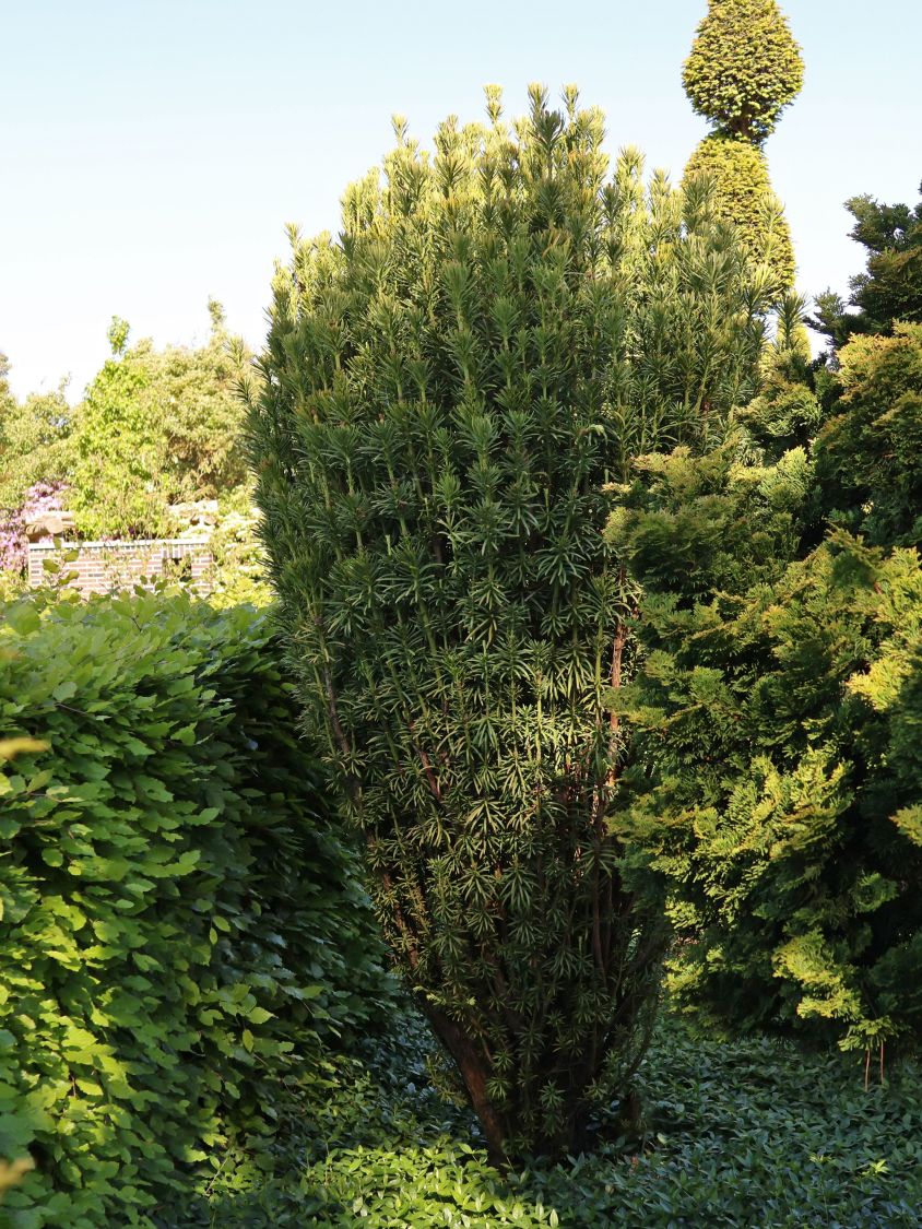 Harringtons Säulen-Kopfeibe 'Fastigiata' - Cephalotaxus harringtonii 'Fastigiata'