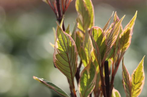Hartriegel 'Miracle' - Cornus alba 'Miracle'
