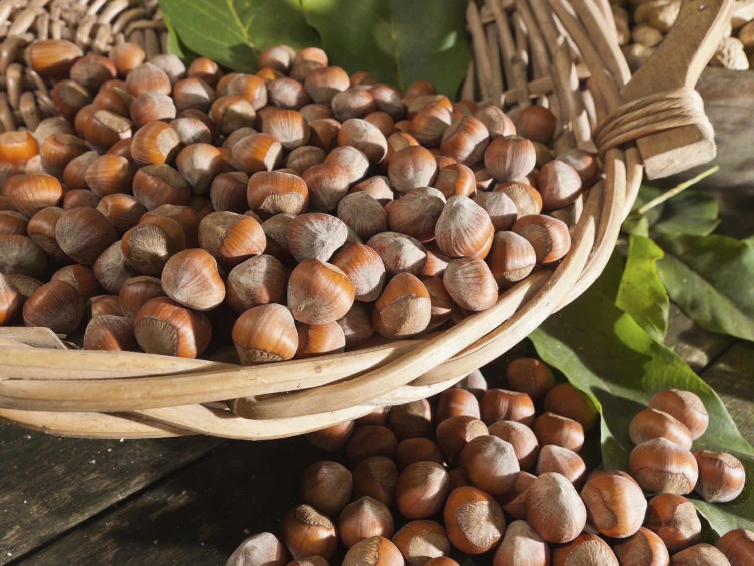 Haselnuss 'Bergers Zellernuss'