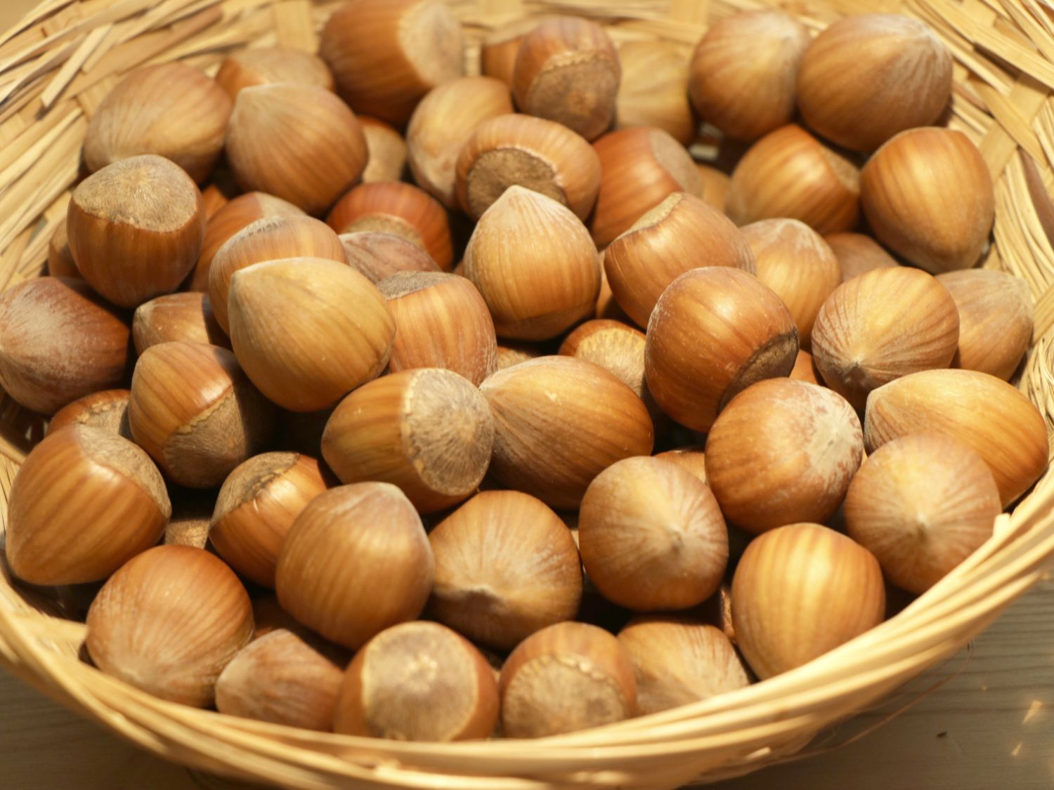 Haselnuss 'Englische Riesen'