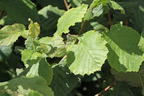 Haselnuss 'Englische Riesen' - Corylus avellana 'Englische Riesen'