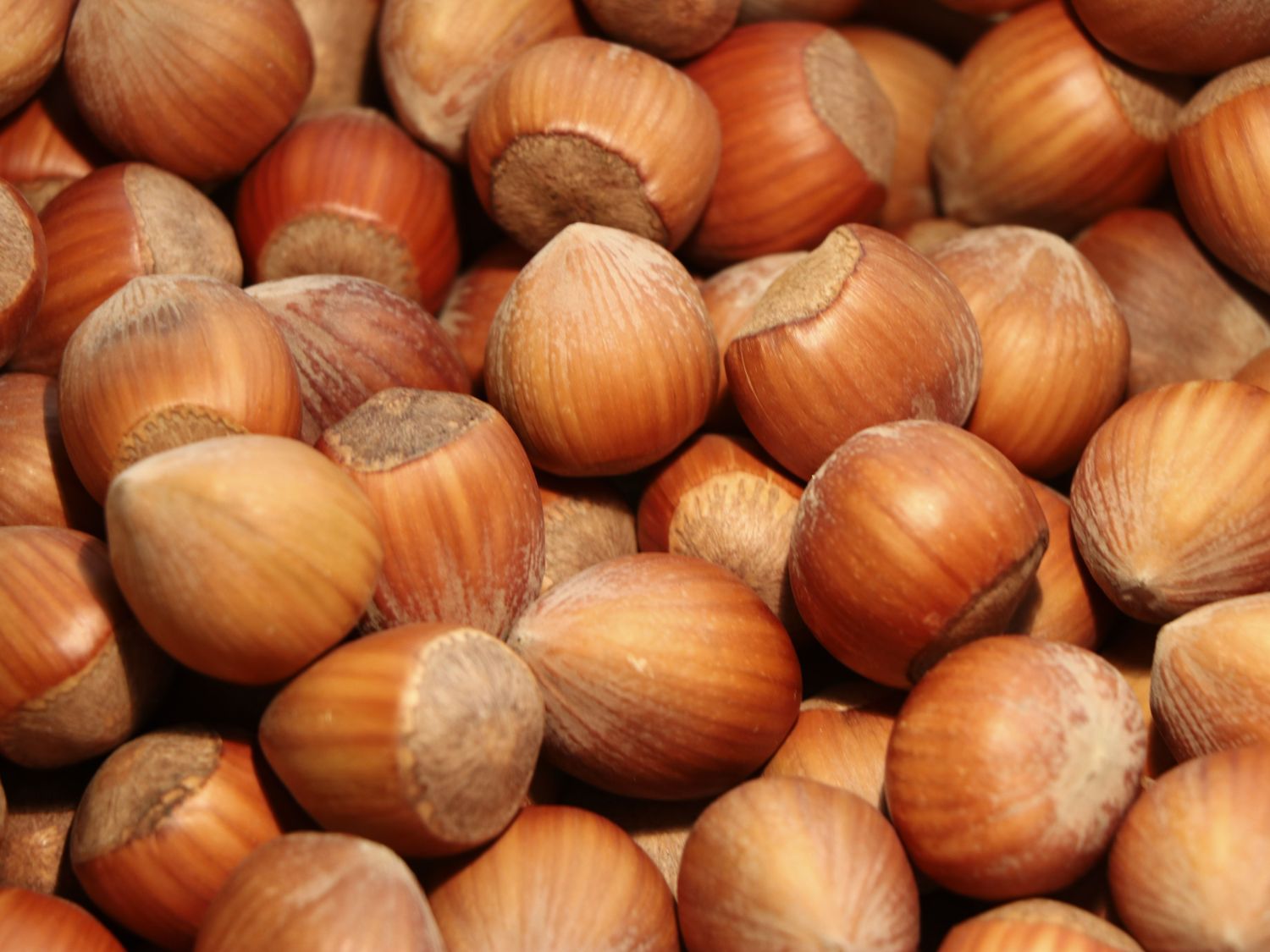 Haselnuss 'Fertile de Nottingham'