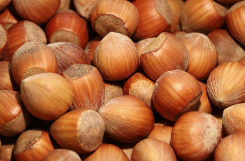 Haselnuss 'Fertile de Nottingham' - Corylus avellana 'Fertile de Nottingham'