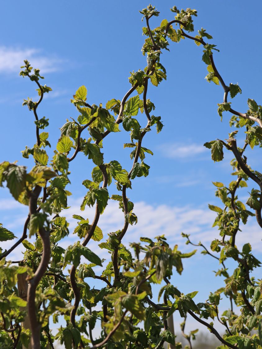 Haselnuss 'Medusa' - Corylus avellana 'Medusa'