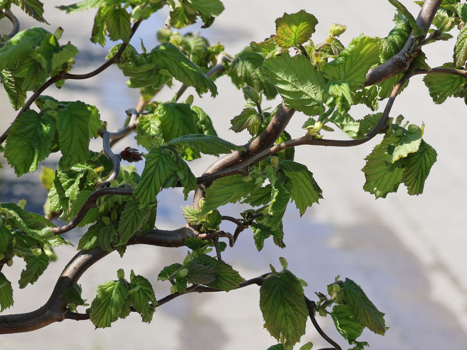 Haselnuss 'Medusa' - Corylus avellana 'Medusa'