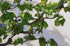 Haselnuss 'Medusa' - Corylus avellana 'Medusa'
