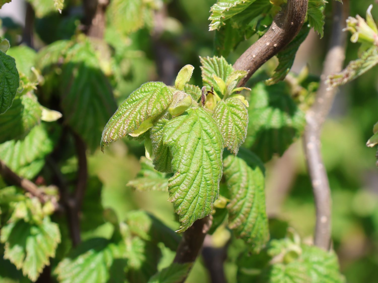 Haselnuss 'Medusa' - Corylus avellana 'Medusa'