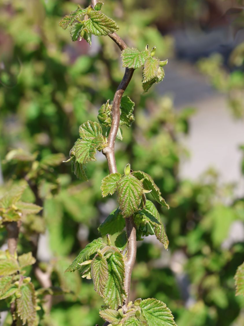 Haselnuss 'Medusa' - Corylus avellana 'Medusa'