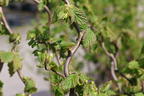 Haselnuss 'Medusa' - Corylus avellana 'Medusa'