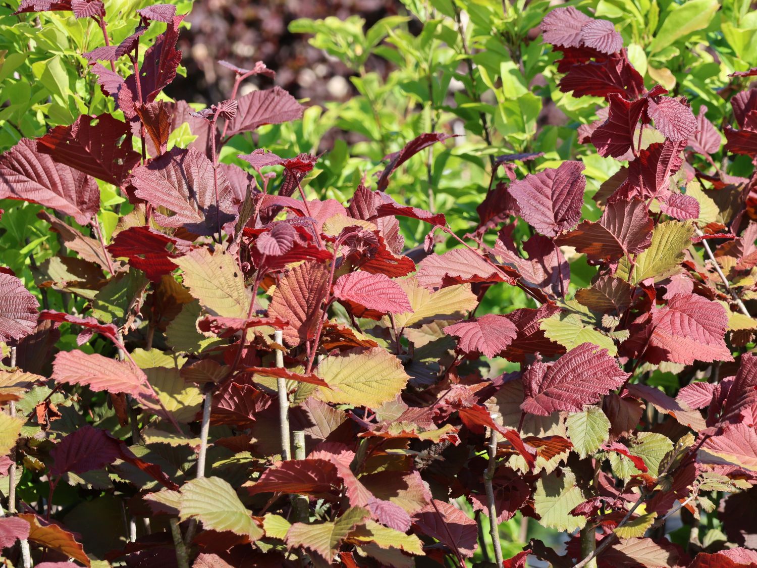 Haselnuss 'Rotblättrige Zellernuss' - Corylus avellana 'Rotblättrige ...