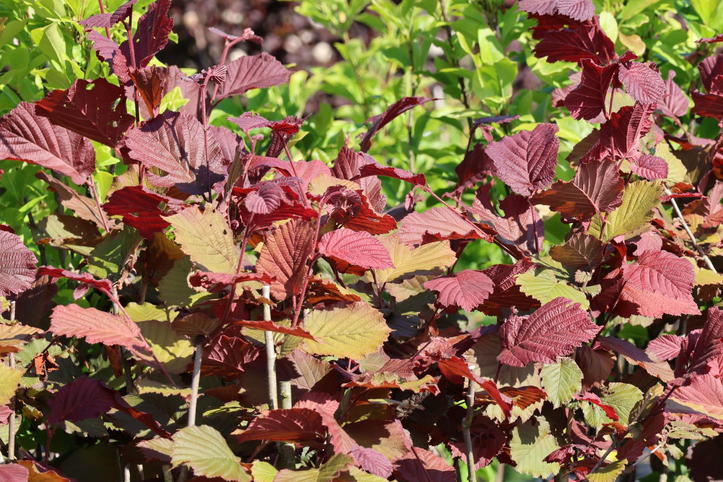 Haselnuss Rinde Haselnuss 'Rotblättrige Zellernuss' - Corylus avellana 'Rotblättrige ...