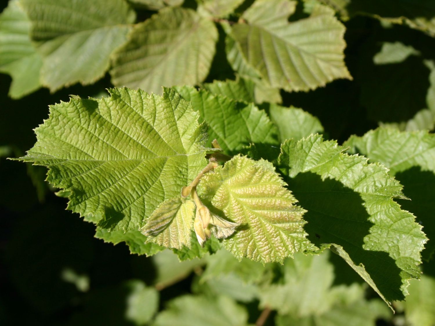 Haselnuss / Waldhasel - Corylus avellana