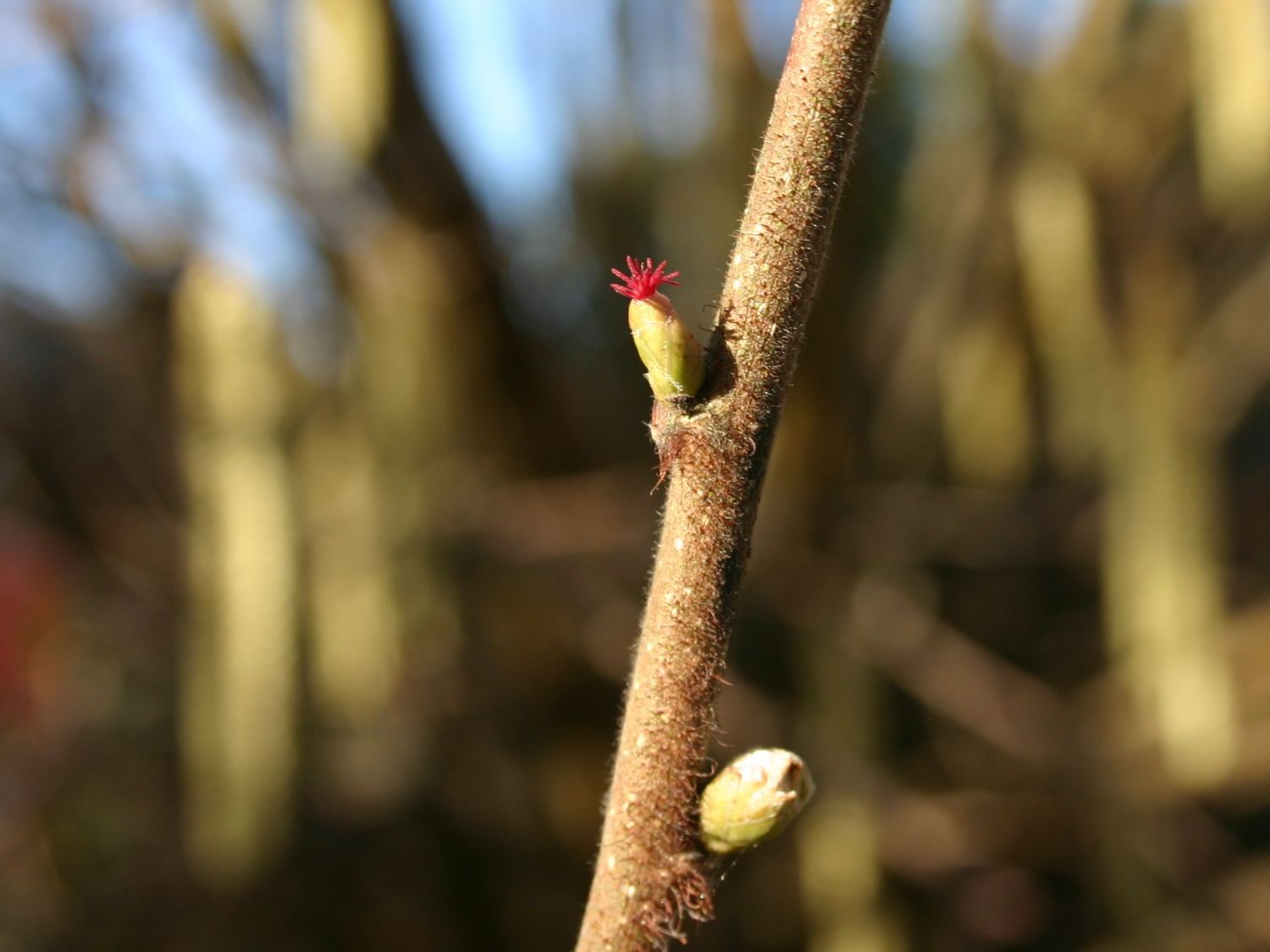 Haselnuss / Waldhasel - Corylus avellana