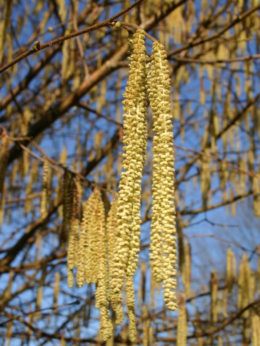 Haselnuss / Waldhasel - Corylus avellana