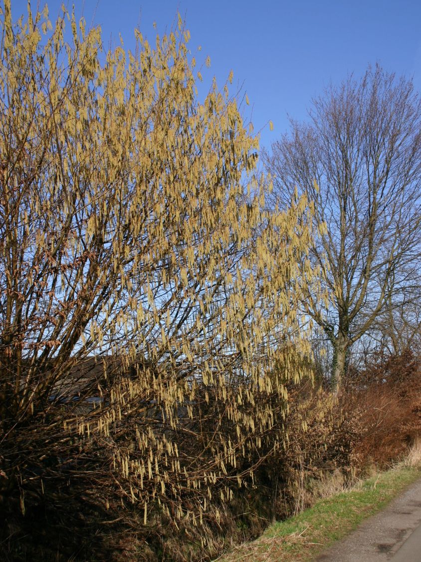 Haselnuss / Waldhasel - Corylus avellana