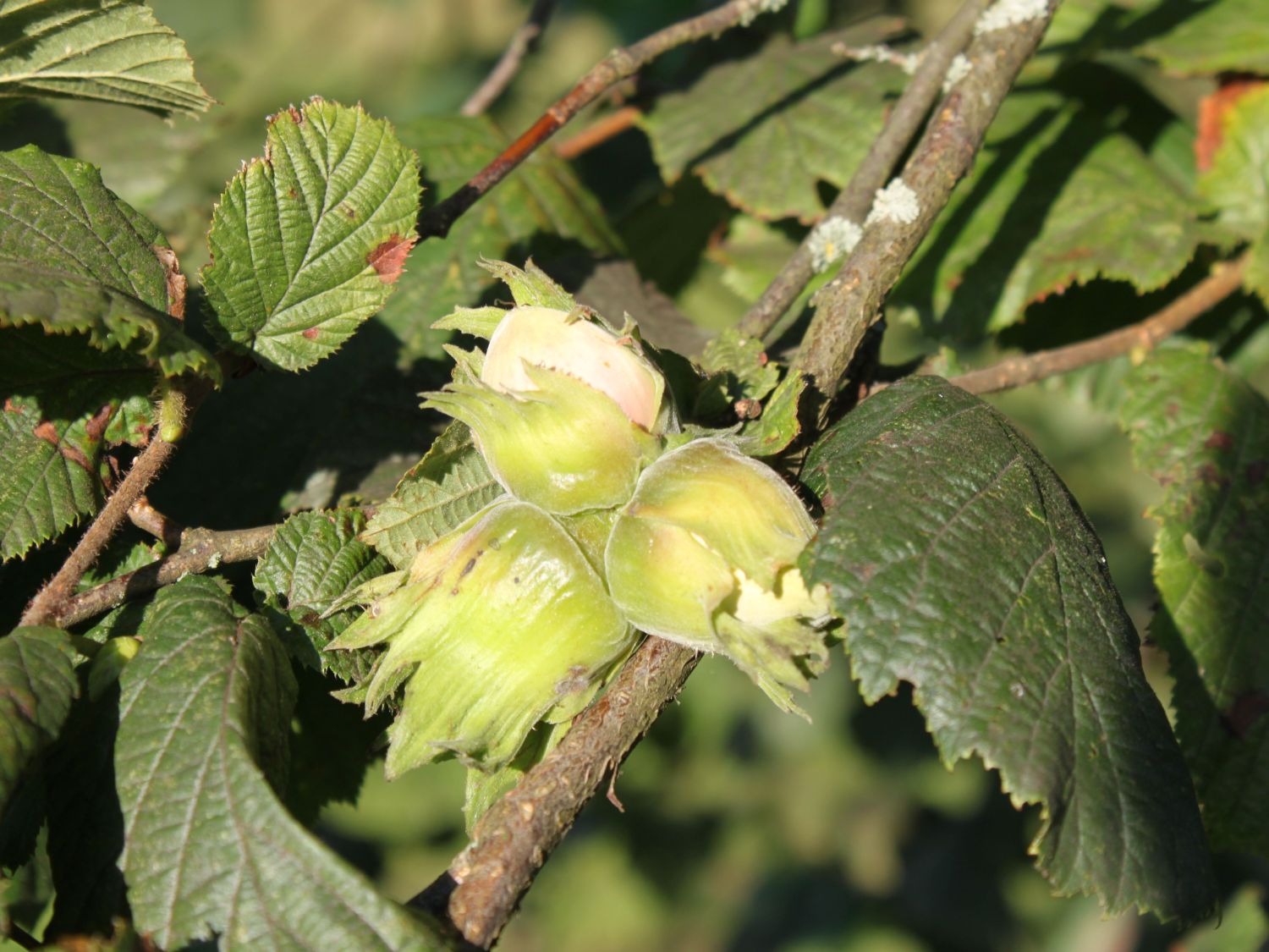 Haselnuss / Waldhasel - Corylus avellana