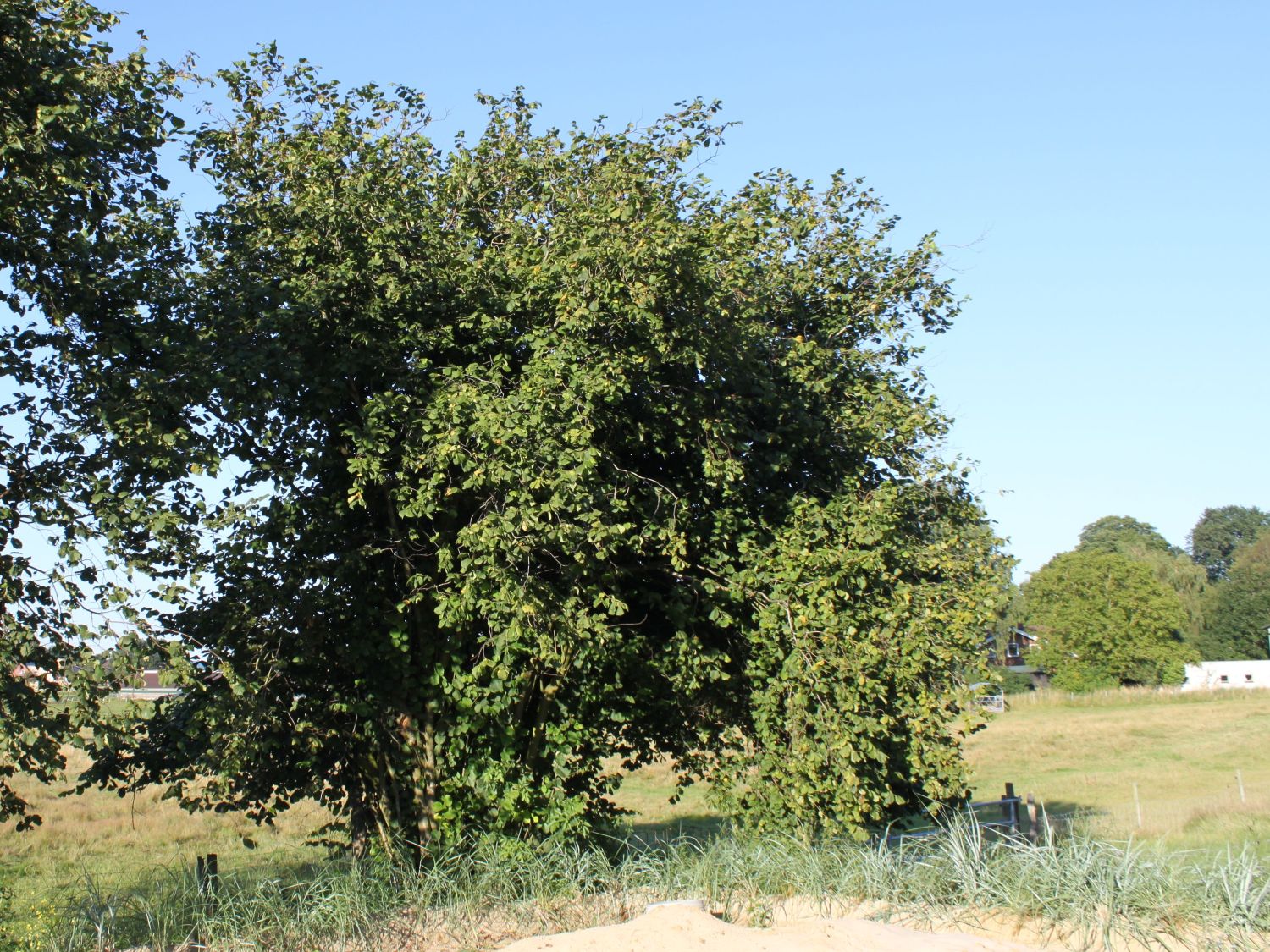 Haselnuss / Waldhasel - Corylus avellana
