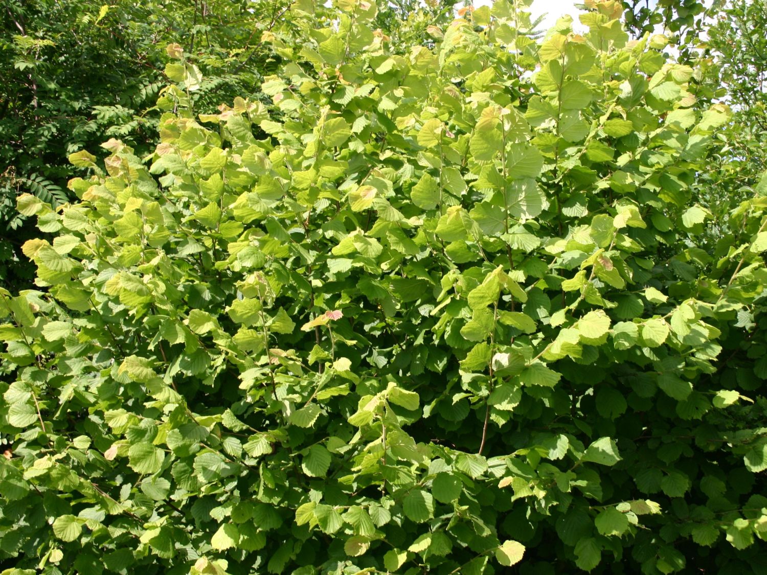 Haselnuss / Waldhasel - Corylus avellana