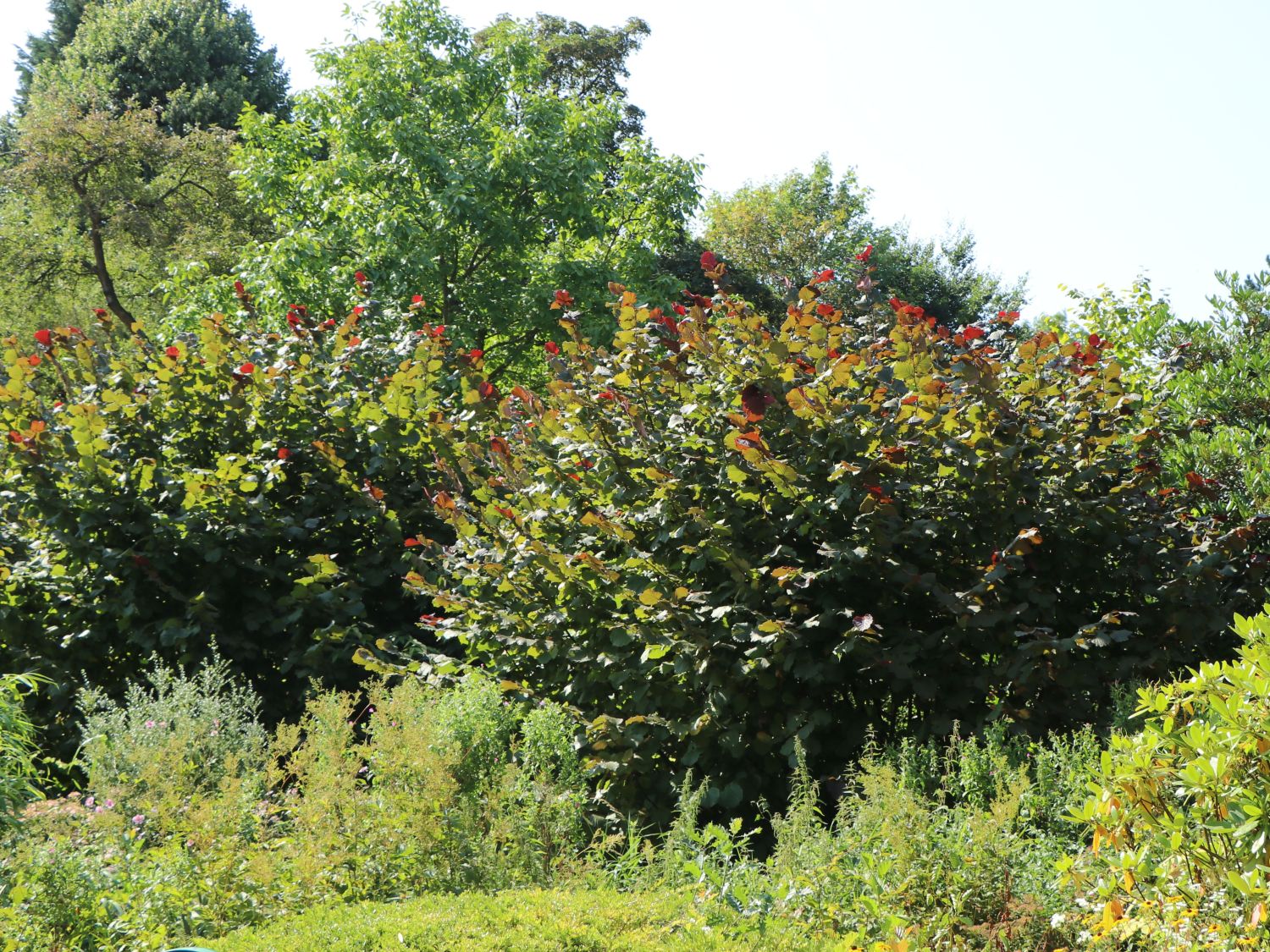 Haselnuss / Waldhasel - Corylus avellana