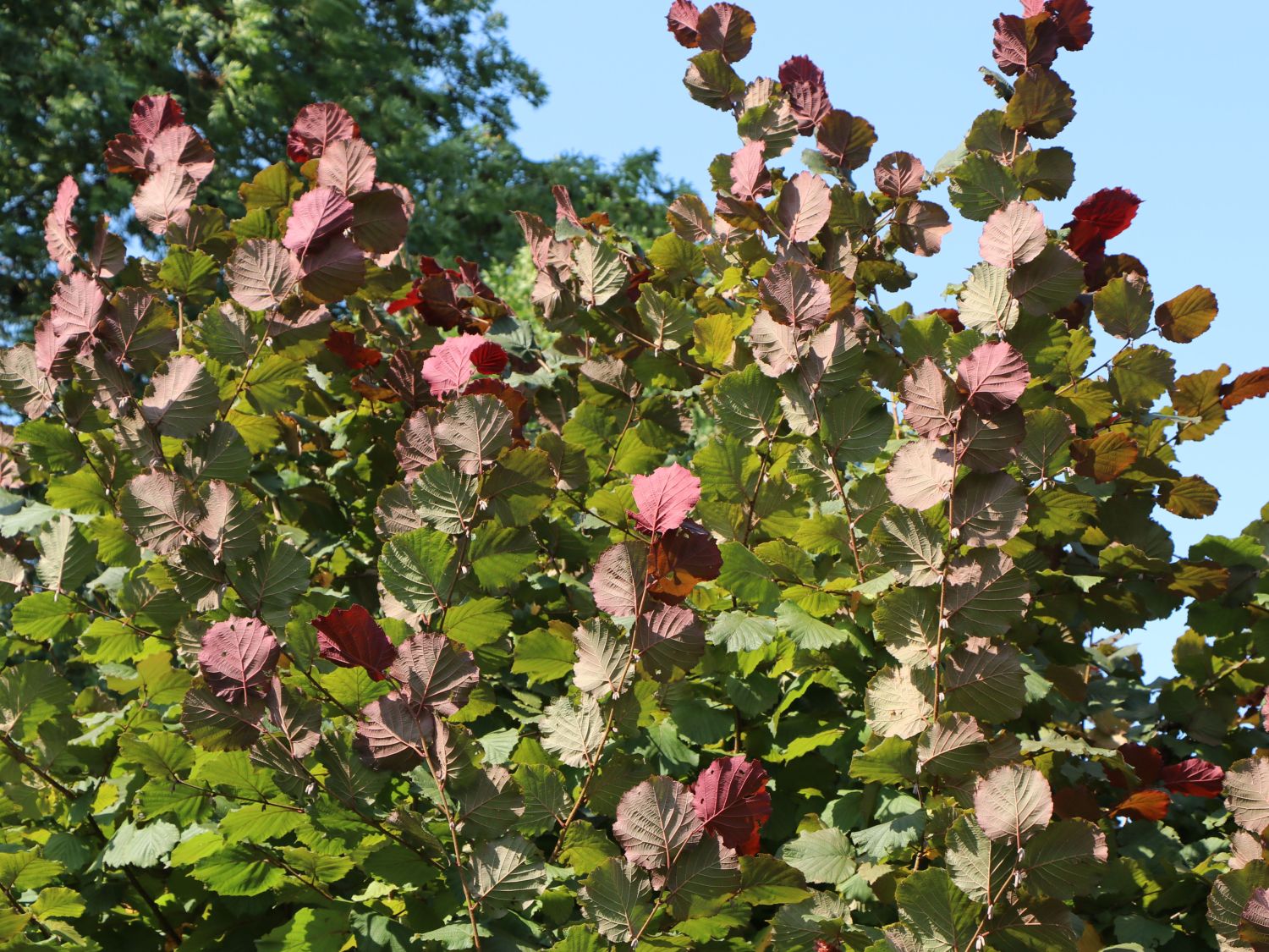 Haselnuss / Waldhasel - Corylus avellana