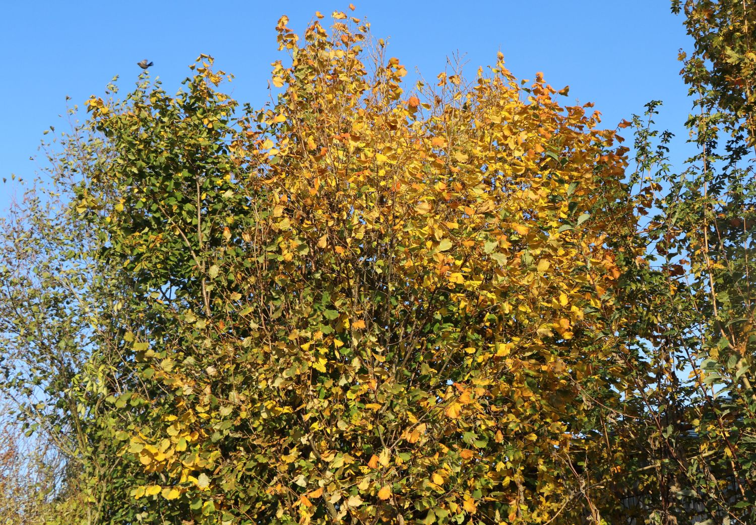 Haselnuss / Waldhasel - Corylus avellana