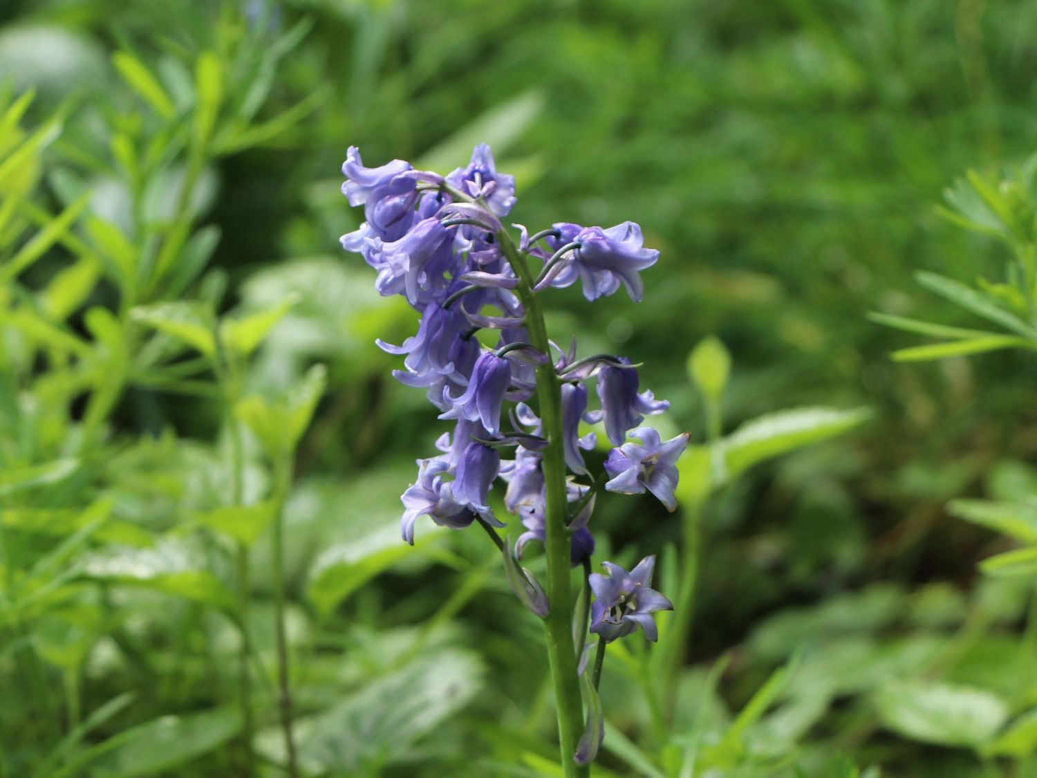 Hasenglöckchen (Hyacinthoides)