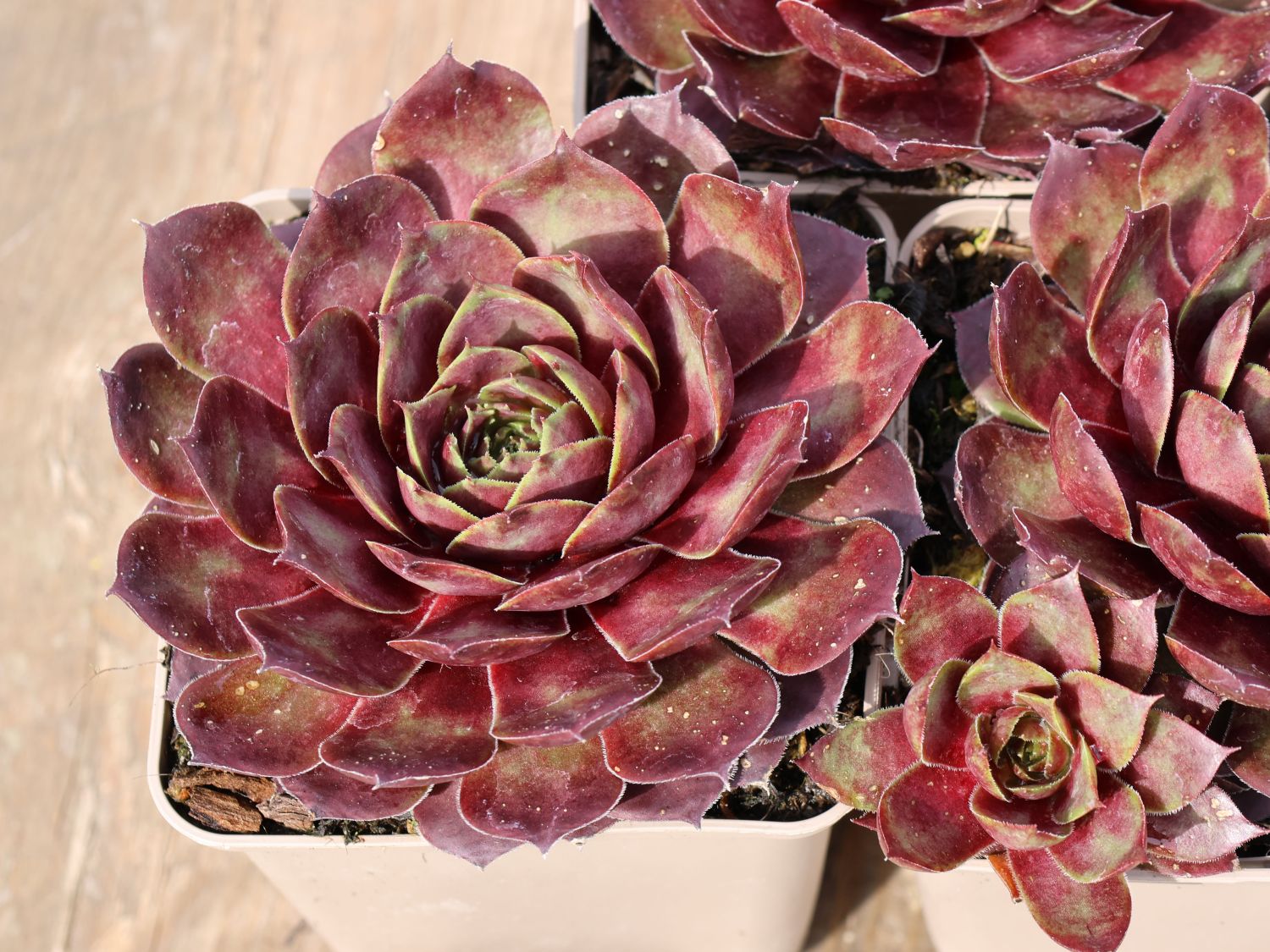 Hauswurz / Dachwurz Big Sam 'Commander Hay' - Sempervivum tectorum Big Sam 'Commander Hay'