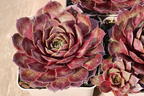 Hauswurz / Dachwurz Big Sam 'Commander Hay' - Sempervivum tectorum Big Sam 'Commander Hay'