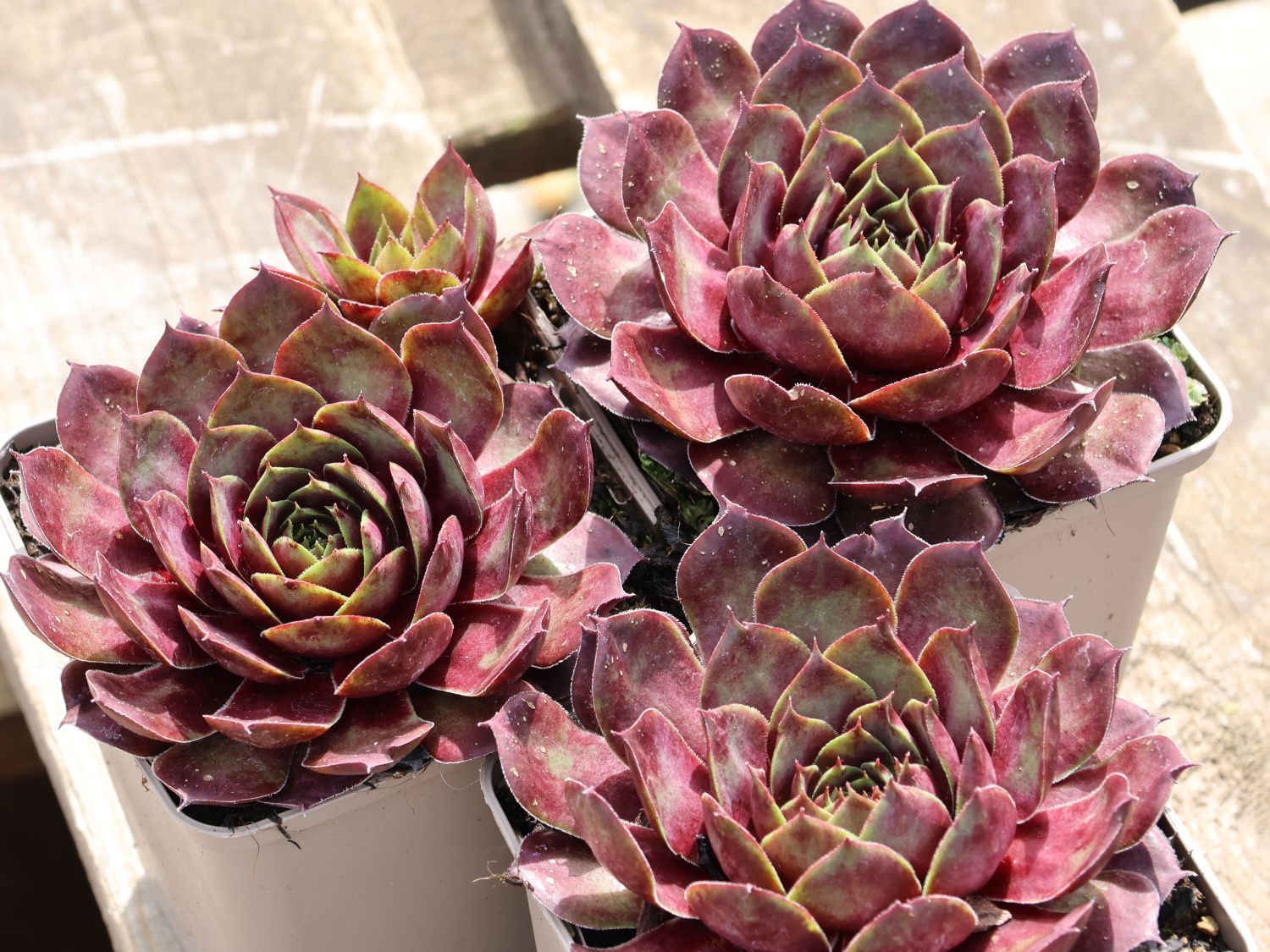 Hauswurz / Dachwurz Big Sam 'Commander Hay' - Sempervivum tectorum Big Sam 'Commander Hay'