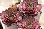 Hauswurz / Dachwurz Big Sam 'Commander Hay' - Sempervivum tectorum Big Sam 'Commander Hay'