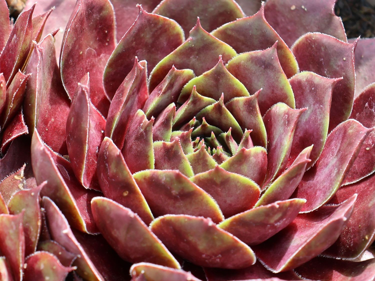 Hauswurz / Dachwurz Big Sam 'Commander Hay' - Sempervivum tectorum Big Sam 'Commander Hay'