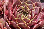 Hauswurz / Dachwurz Big Sam 'Commander Hay' - Sempervivum tectorum Big Sam 'Commander Hay'