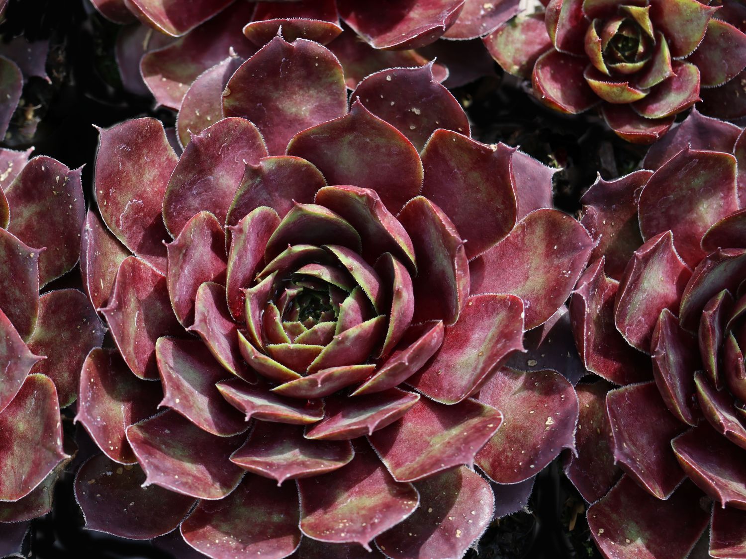 Hauswurz / Dachwurz Big Sam 'Commander Hay' - Sempervivum tectorum Big Sam 'Commander Hay'